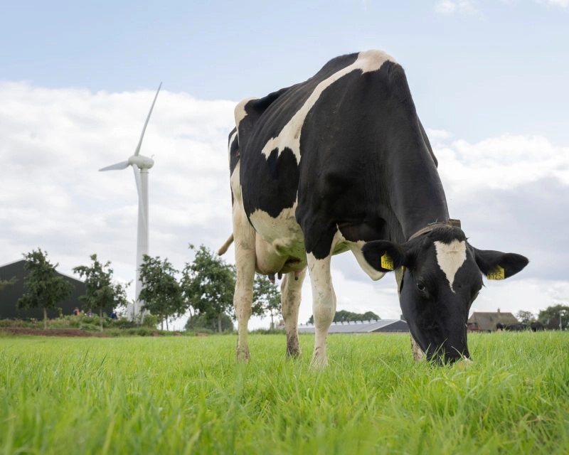 荷蘭FrieslandCampina提供旗下酪農超過2.45億歐元獎金做為永續發展獎勵