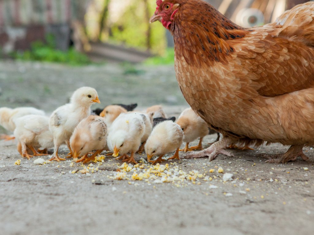 Cargill與Metex研究降低雞隻飼料粗蛋白的可行性