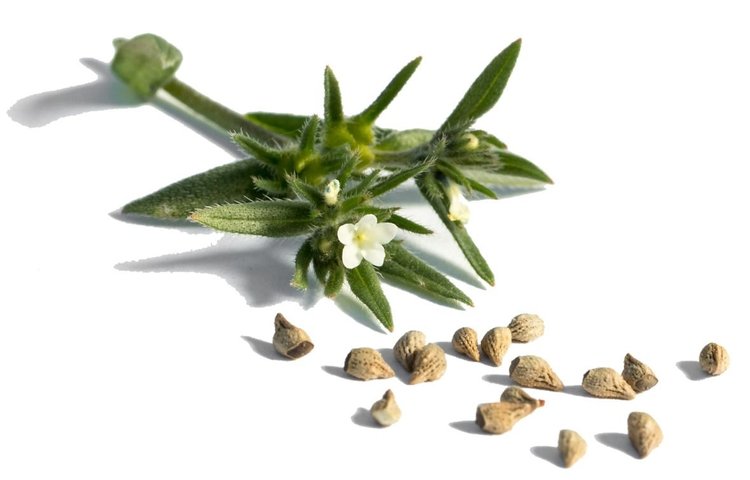 寵物食品尋求新的omega-3替代原料
