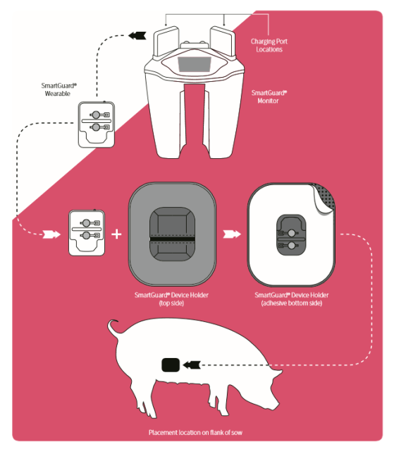 AI傳感技術提高仔豬存活率