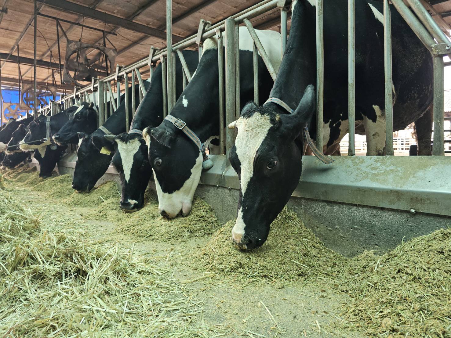 孕期中吃特別飼料的母牛