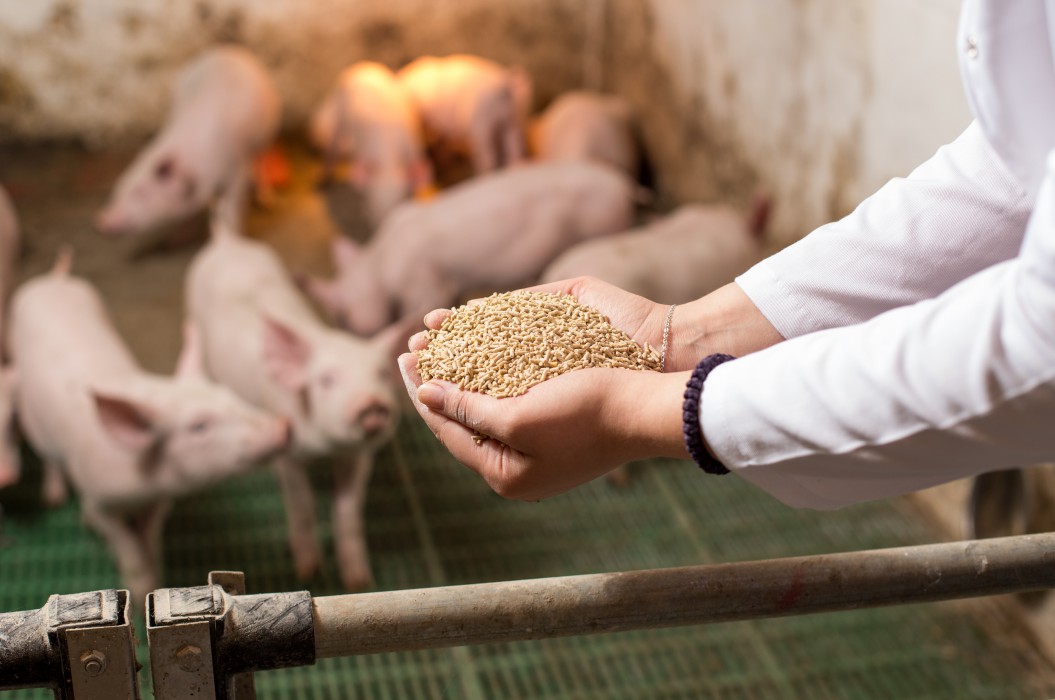日本發展訴求美味及永續的品牌豬肉