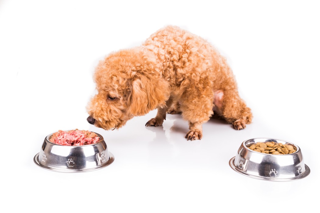 日本寵物食品回應小型犬及高齡犬飲食需求