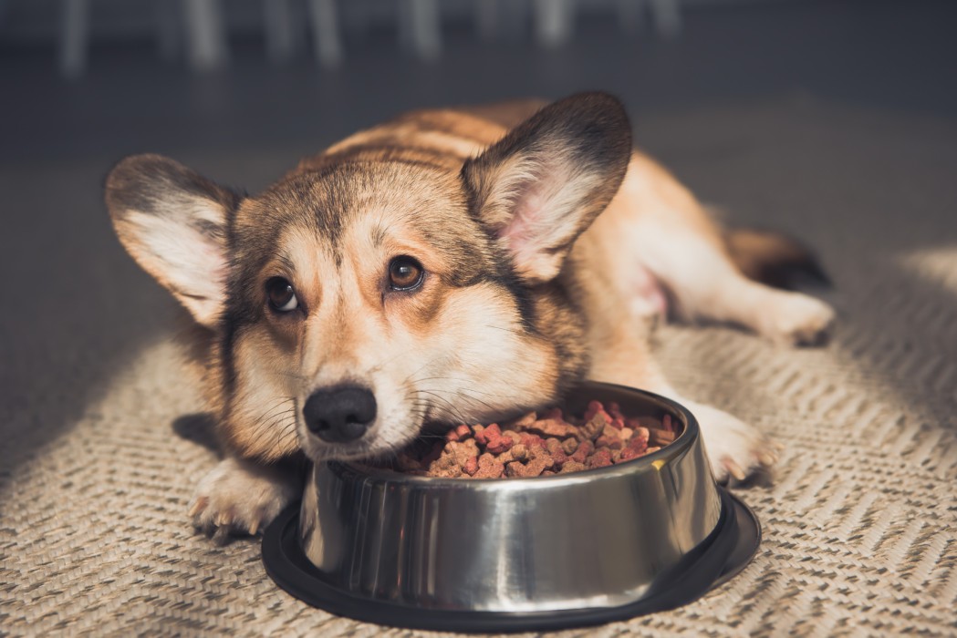 美國飼主對寵物食品成分偏好因收入而異